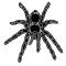 BlackSpider