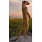 Meerkat Meerkat
