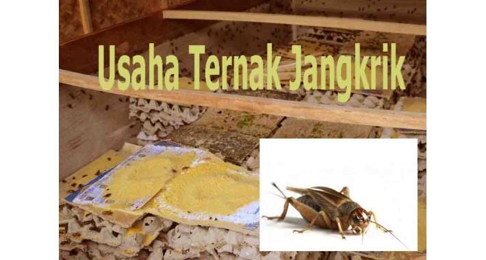 Go Krik (Pakan Ternak Paling Hemat)