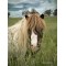 PaintedPonies